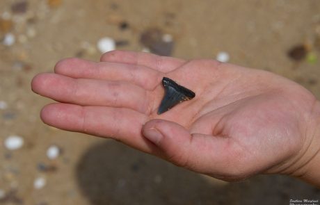 Shark tooth found