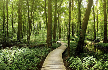 Battle Creek Cypress Swamp trail