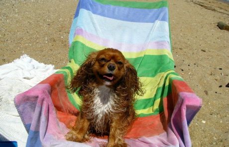dog on beach chair